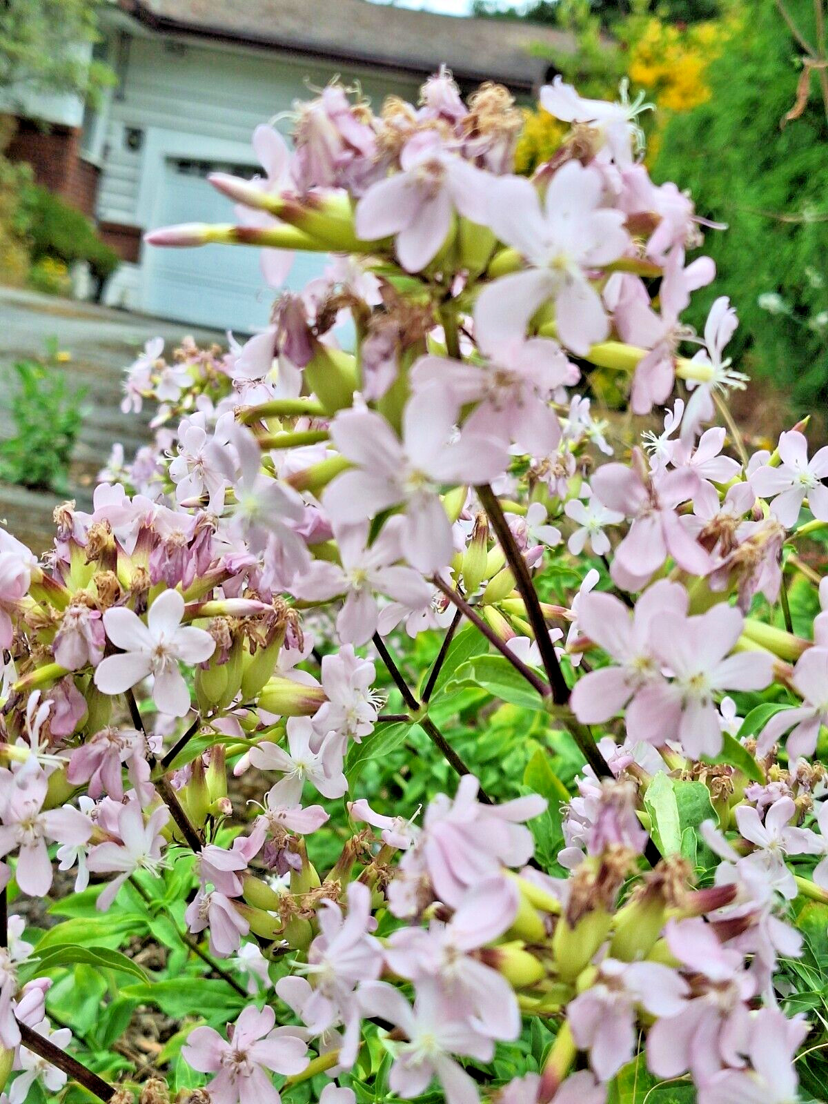 BLUSH PINK MALTICE CROSS 100 SEEDS. RARE COLOR, LYCHNIS CHALCEDONICA