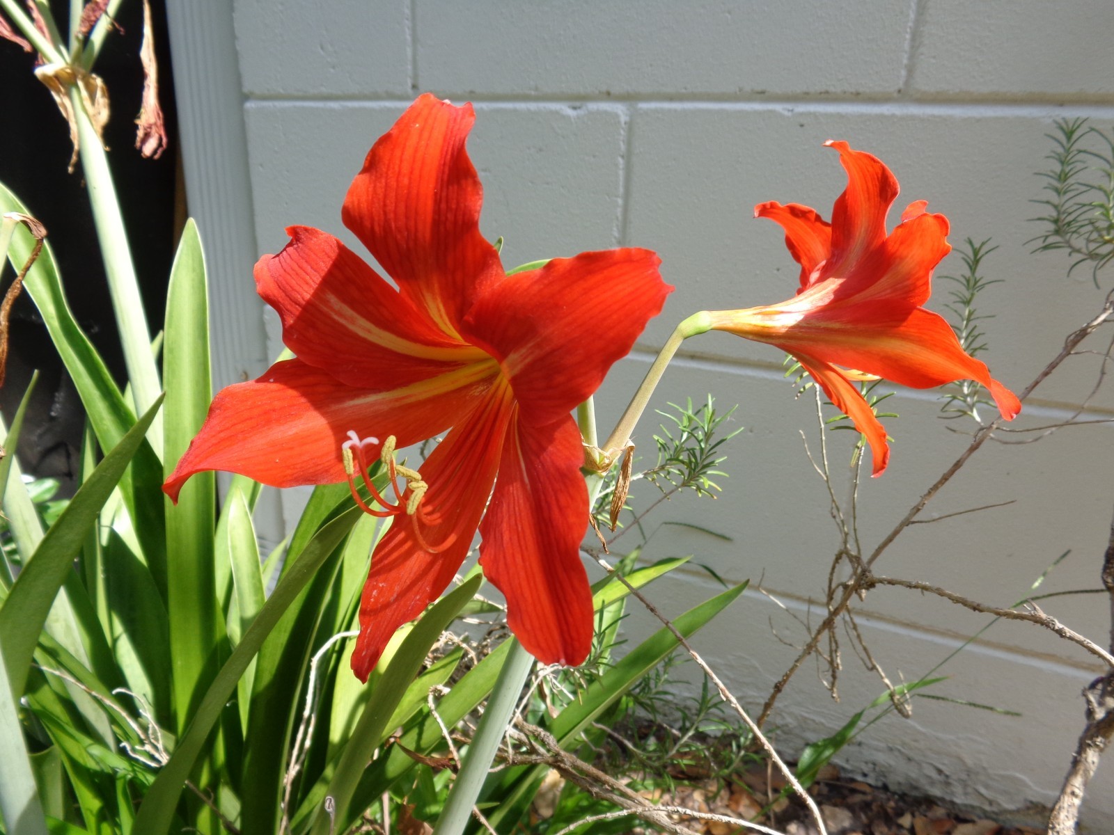2026 Red Amaryllis 20+ Seeds coming from central Florida