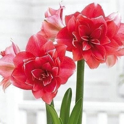 DOUBLE DREAM Extra Large Amaryllis 30/32 cm Bulb – US Seller