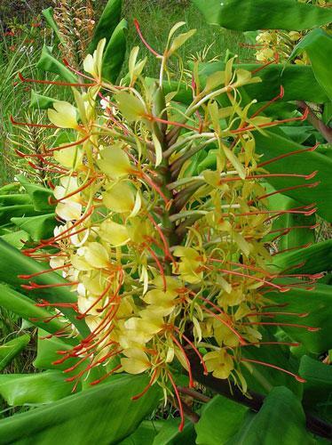 Hedychium gardnerianum | Himalayan Ginger | Kahili Ginger | 5 Seeds