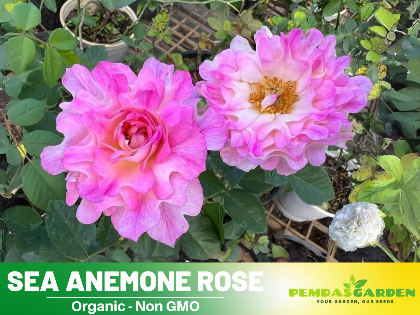 30+ Seeds| Sea Anemone Perennial Rose Seeds