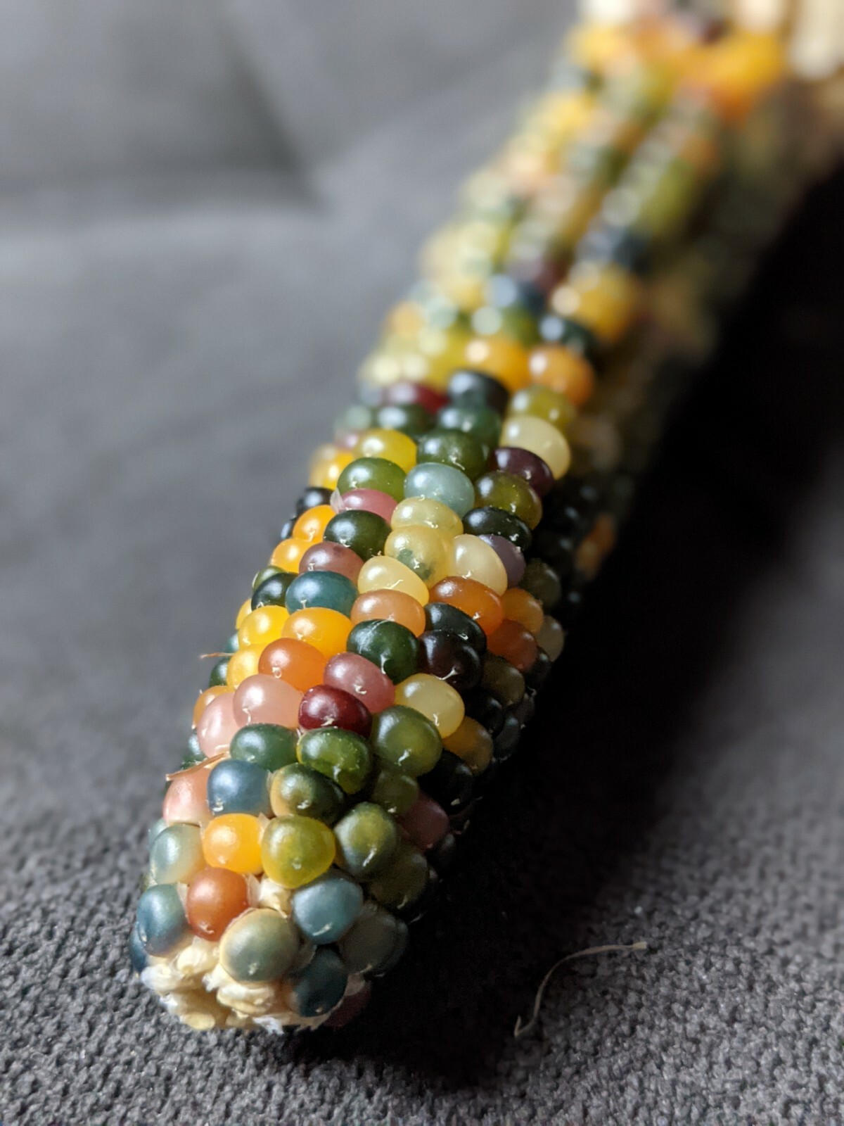 Glass Gem Corn Seeds Cherokee History Rainbow Colors 25 Seeds, Beautiful!