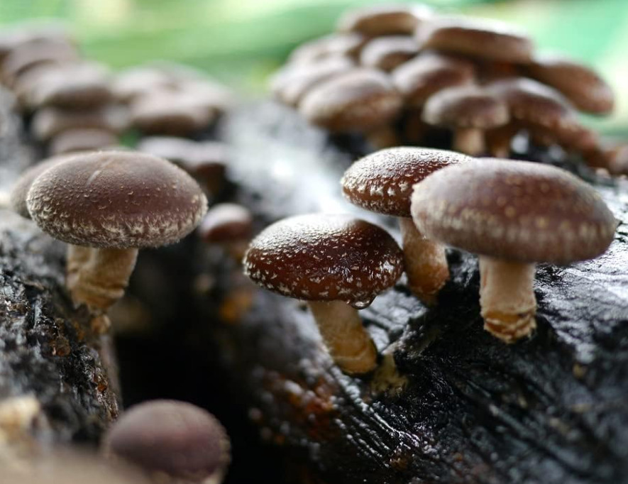 100pcs Non GMO Shiitake Mushroom Mycelium Seeds, Spores Spawn for Planting