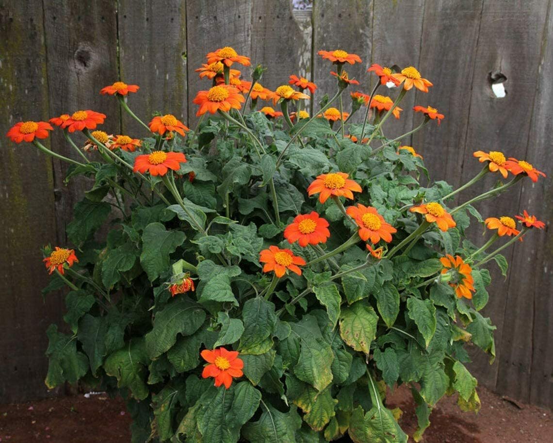 100+ Mexican Sunflower Seeds Attract Butterflies and Hummingbirds