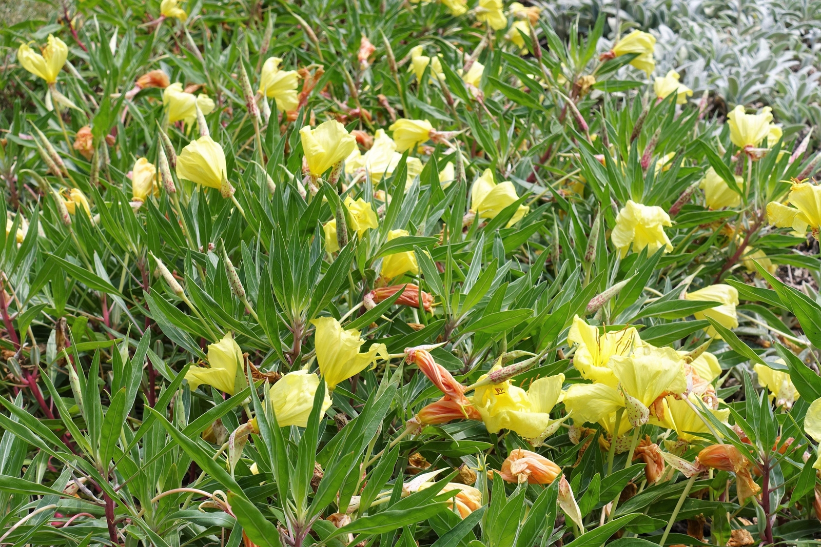 150 DWARF EVENING PRIMROSE Missouri Ozark Sundrops Oenothera Yellow Flower Seeds