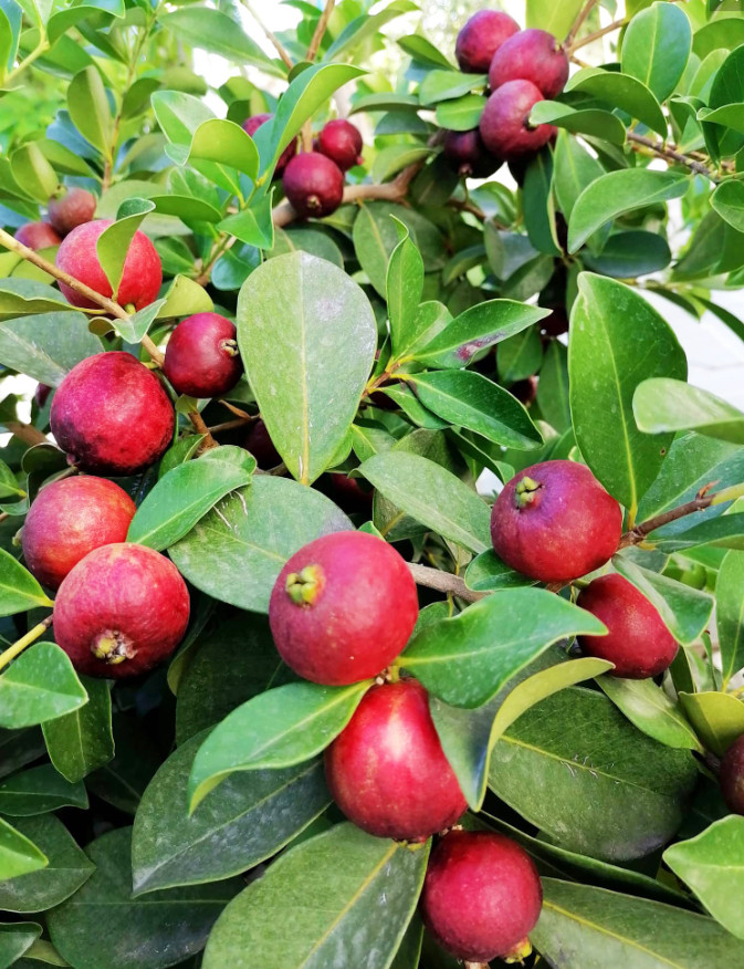 Strawberry Guava Plant – 5-9″ Tall – Sweet Edible Tropical Fruit Tree for Garden