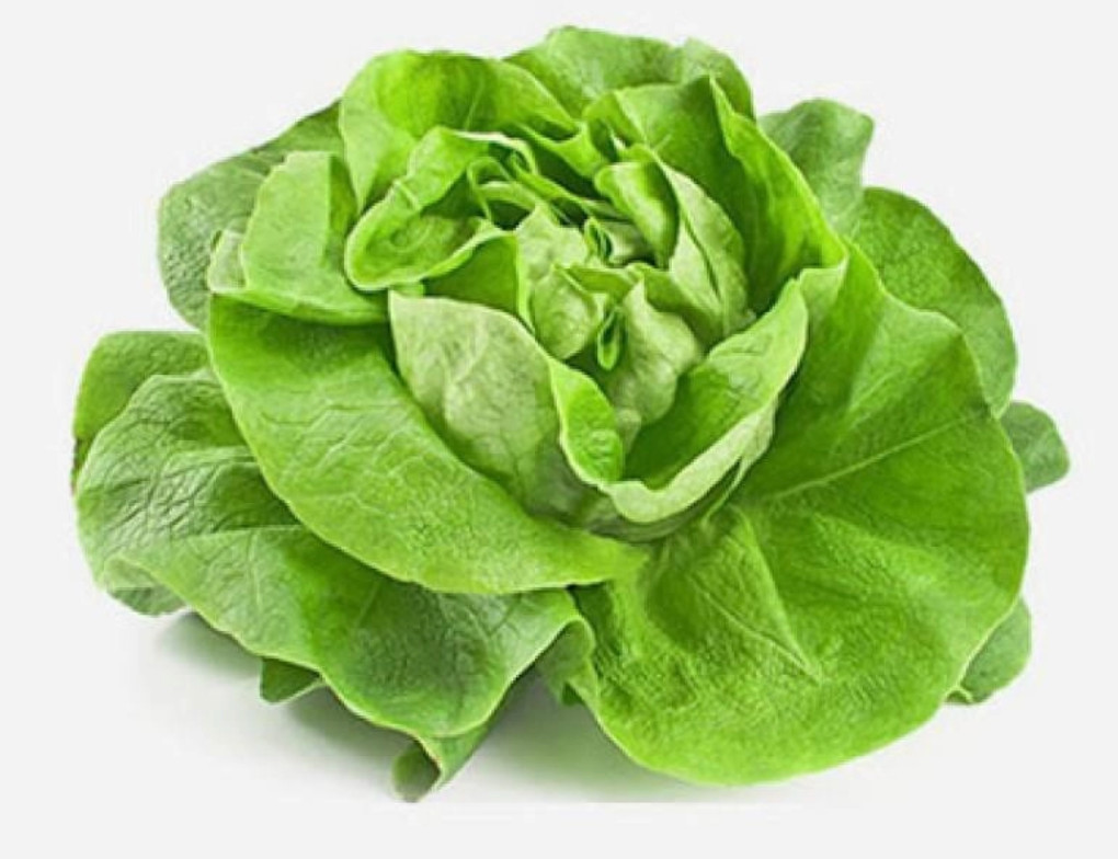 1000+ pcs BUTTER CRUNCH LETTUCE, XÀ LÁCH BÚP, LETTUCE SEEDS 98% GERMINATION RATE