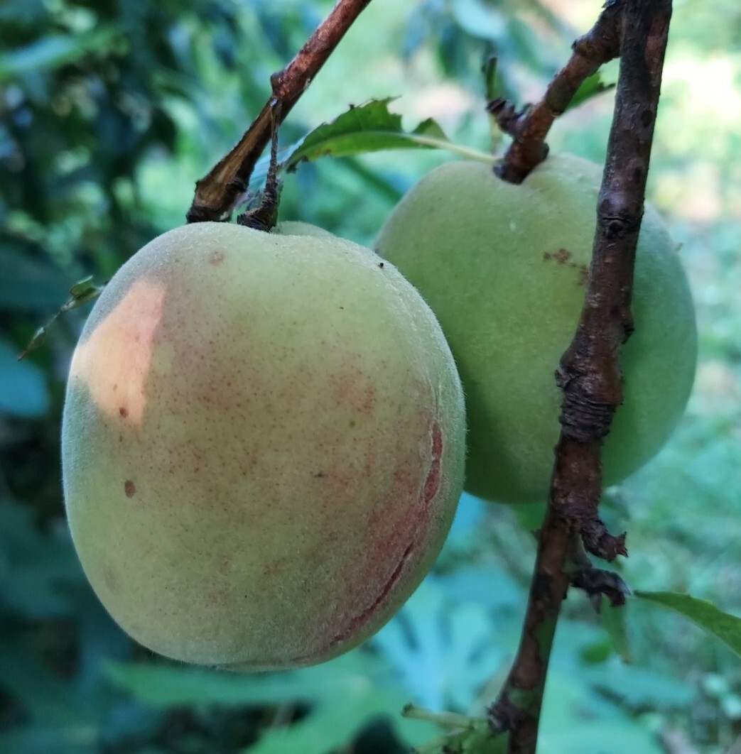 Peach Tree Seeds Red Haven (Prunus persica) White Fruit Hardy Perennial Plant