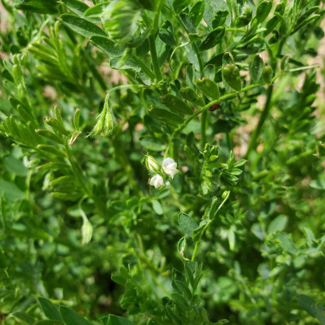 Fresh Premium Organic Lentil Seeds | Green | Heirloom Non-GMO | Vegetable Seeds