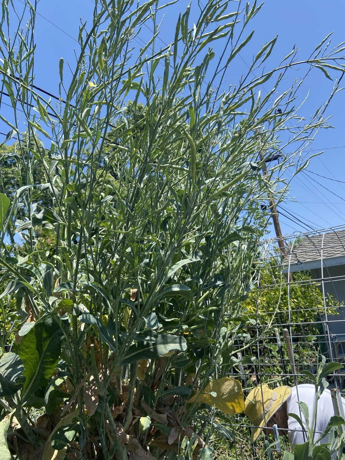 TREE COLLARD SEEDS – 100+ seeds – California variety “MONTARA” – 7 feet tall