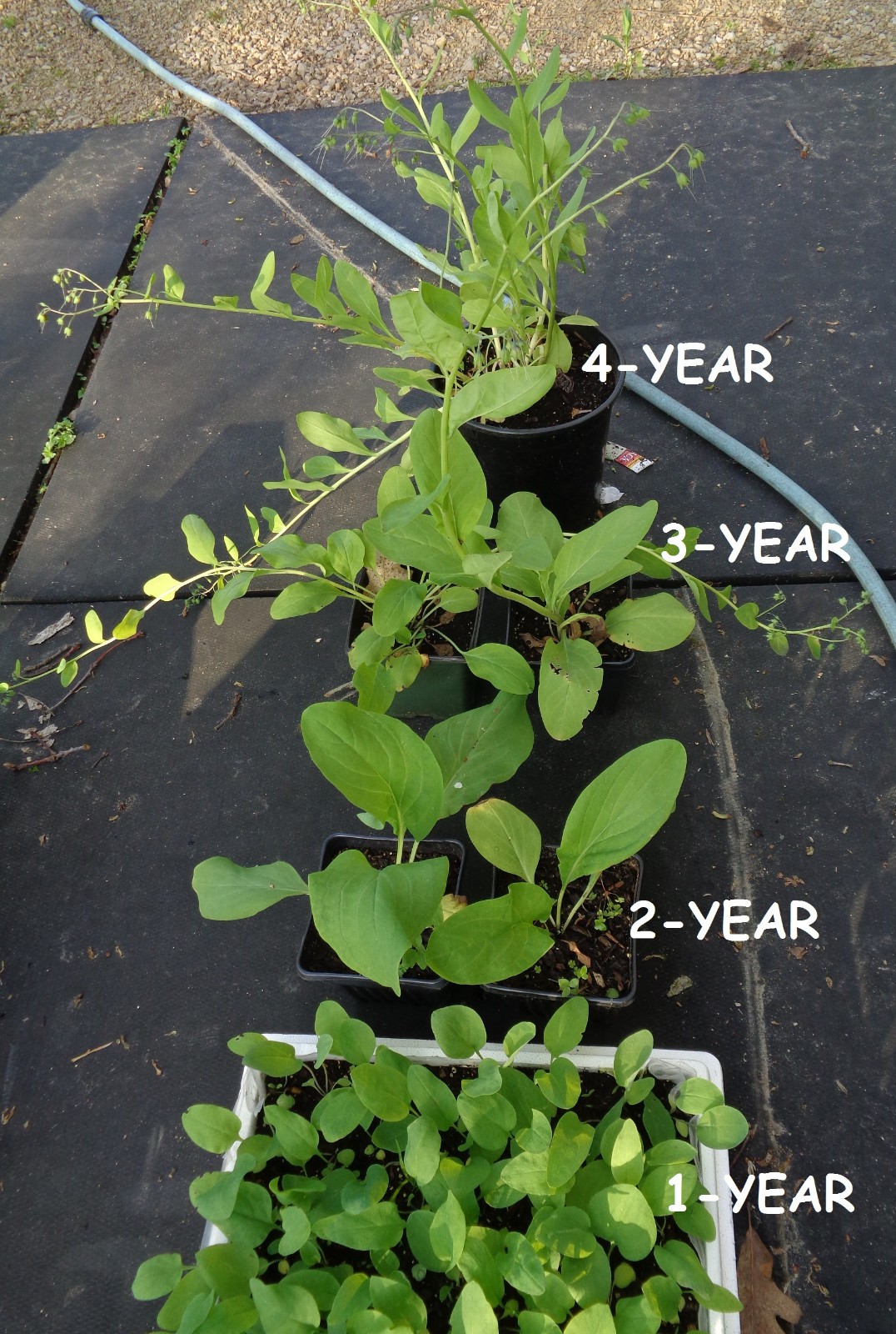 10 bulbs VIRGINIA BLUEBELLS 3YrOld plant root Mertensia virginica wildflowerREAD