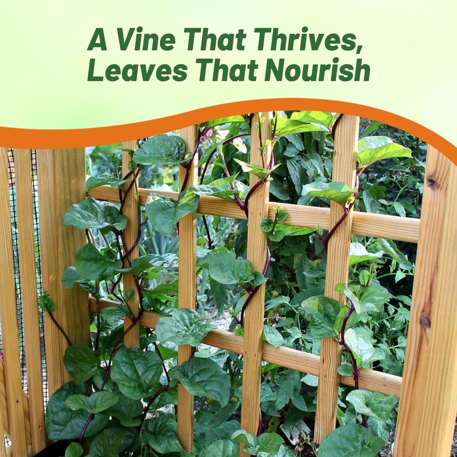 Basella Rubra Malabar Spinach Seeds – 100 Pcs. Perennial, Humid & Heat-Tolera…