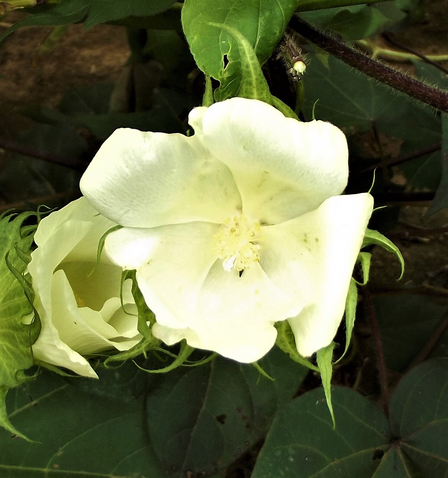 30 EGYPTIAN GREEN LINT Cotton Seed Extremely Rare Heirloom Ornamental