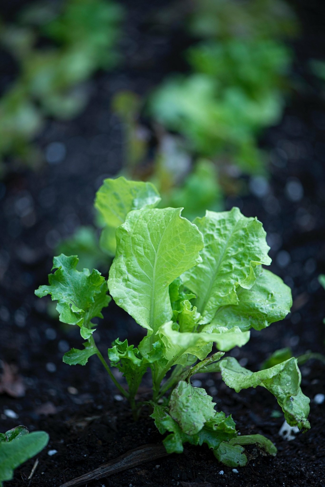 Organic Green Wave Mustard – Brassica juncea