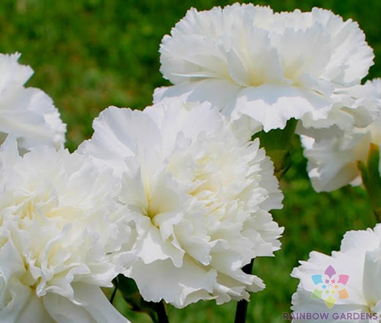 200+ White Grenadin Carnation Seeds for Garden Planting – USA – FREE SHIPPING!