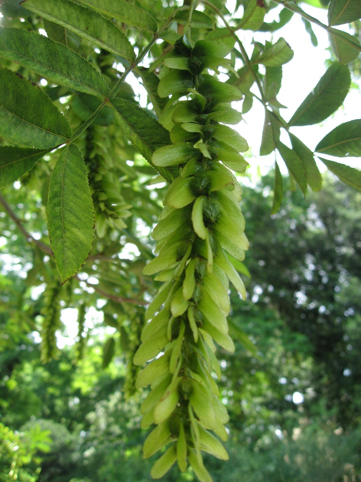 Chinese Wingnut, Pterocarya stenoptera, Tree Seeds (Fast, Showy)