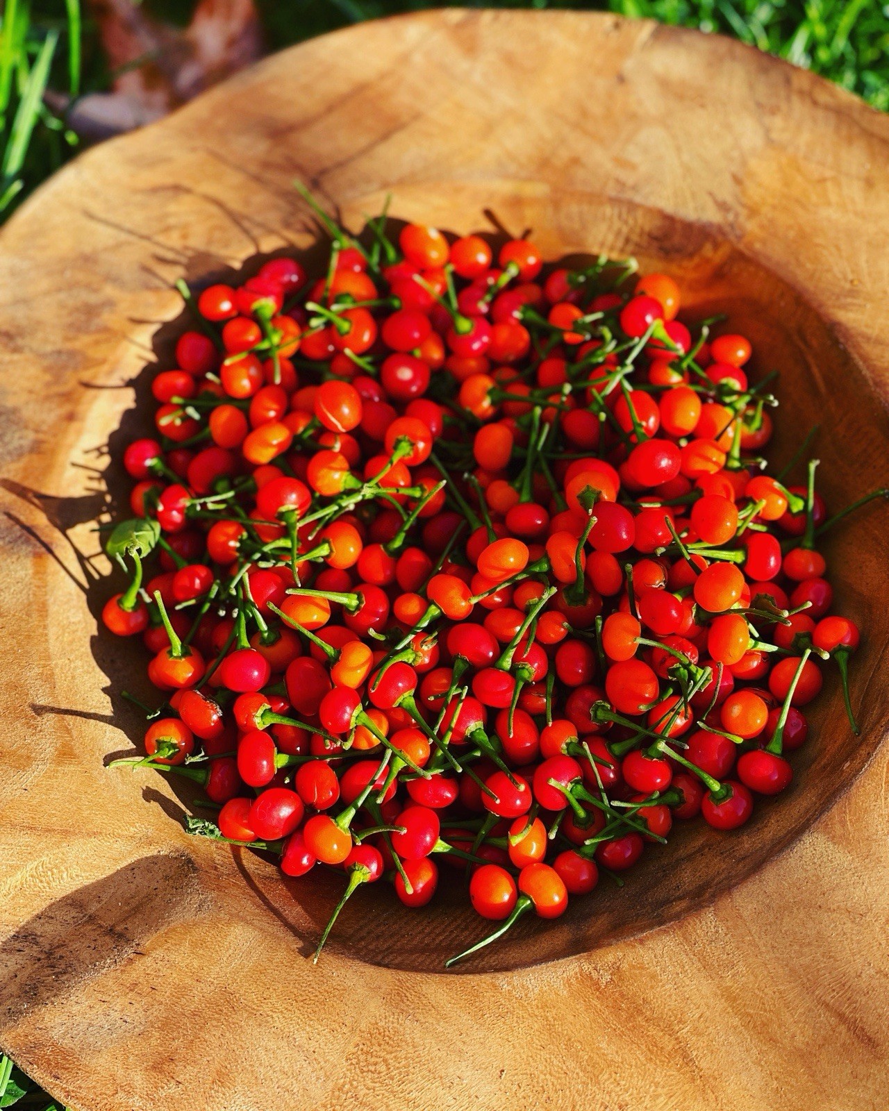 Red Aji Charapita Chili Pepper – 20 Seeds 2026 – USA