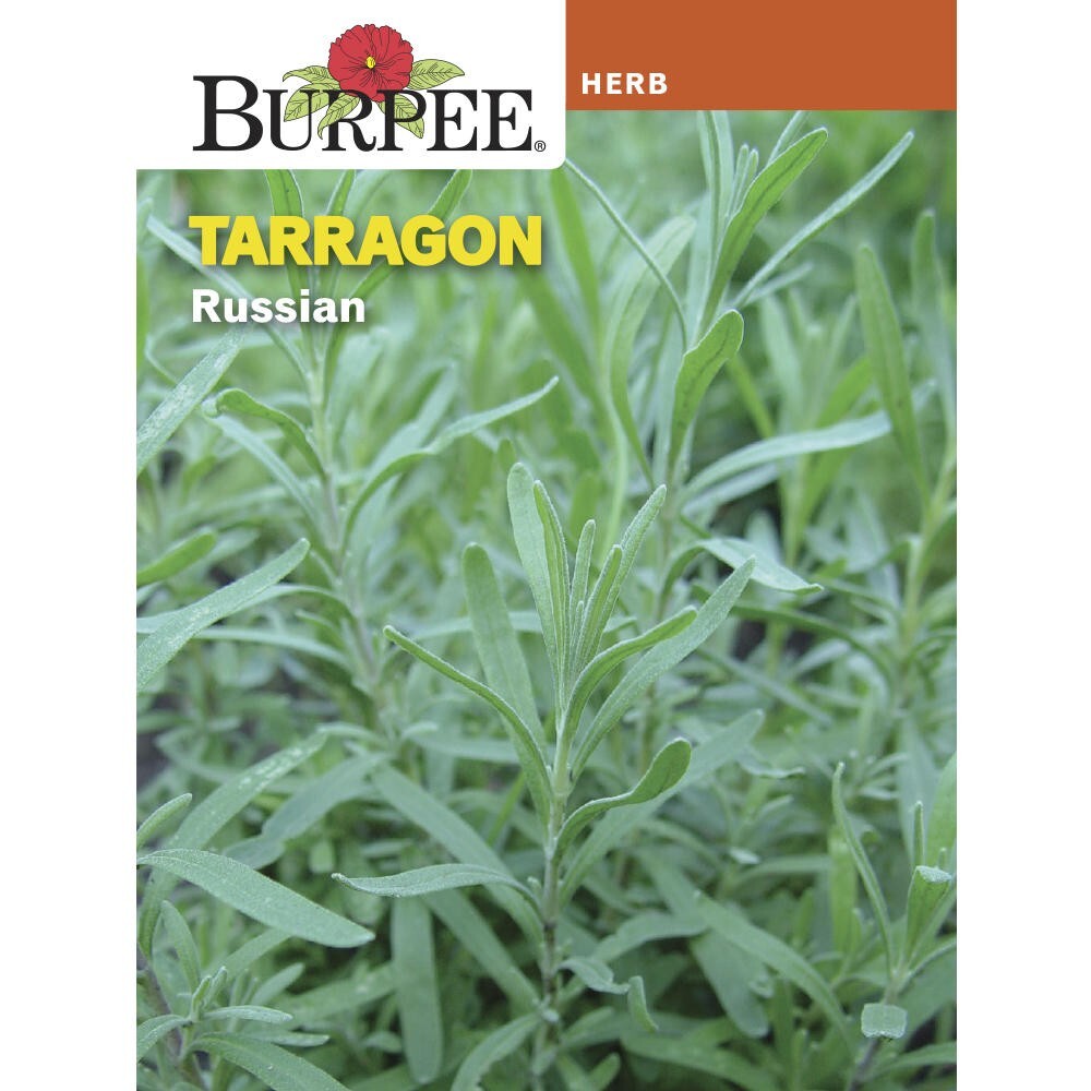 Burpee Tarragon Russian Herb Seeds Full Sun Aromatic Outdoors Seed Packet
