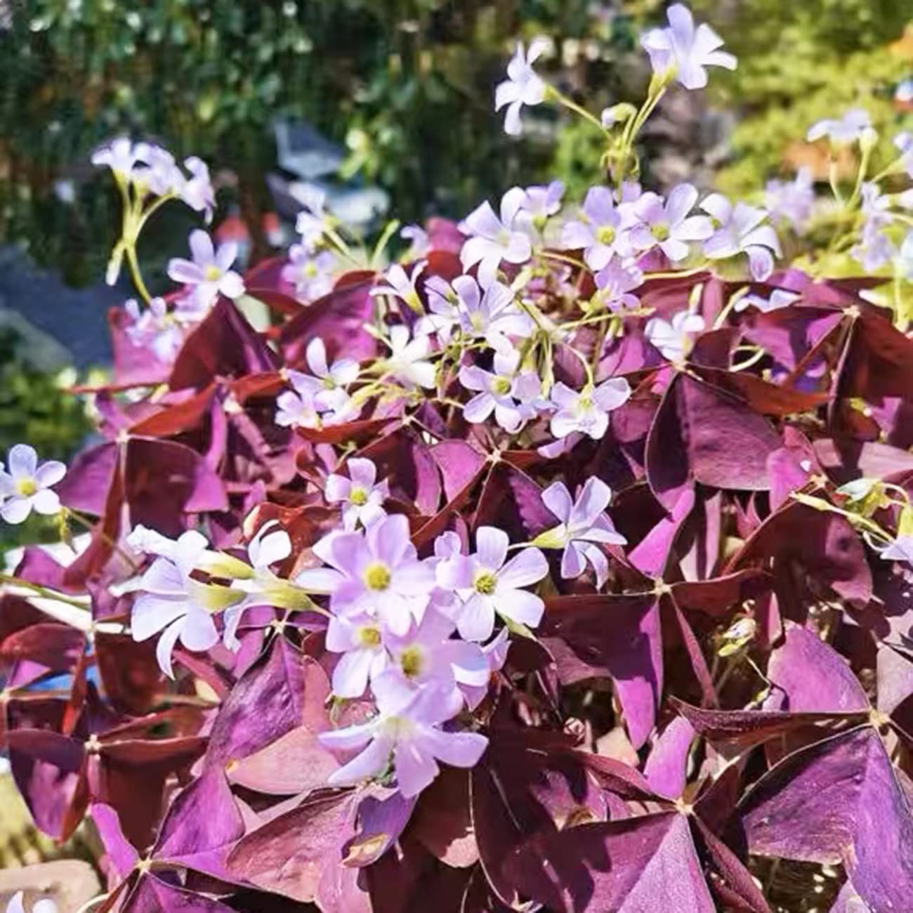 20Pcs Oxalis Bulbs for Planting Purple Shamrocks Bulbs Triangularis Lucky Lovely