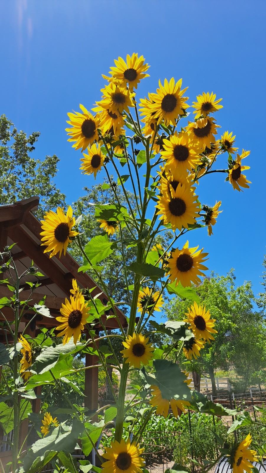 Lot of 3 Dried Sunflower Heads 4″ to 5″ for Pets Birds Crafts Etc Pesticide Free