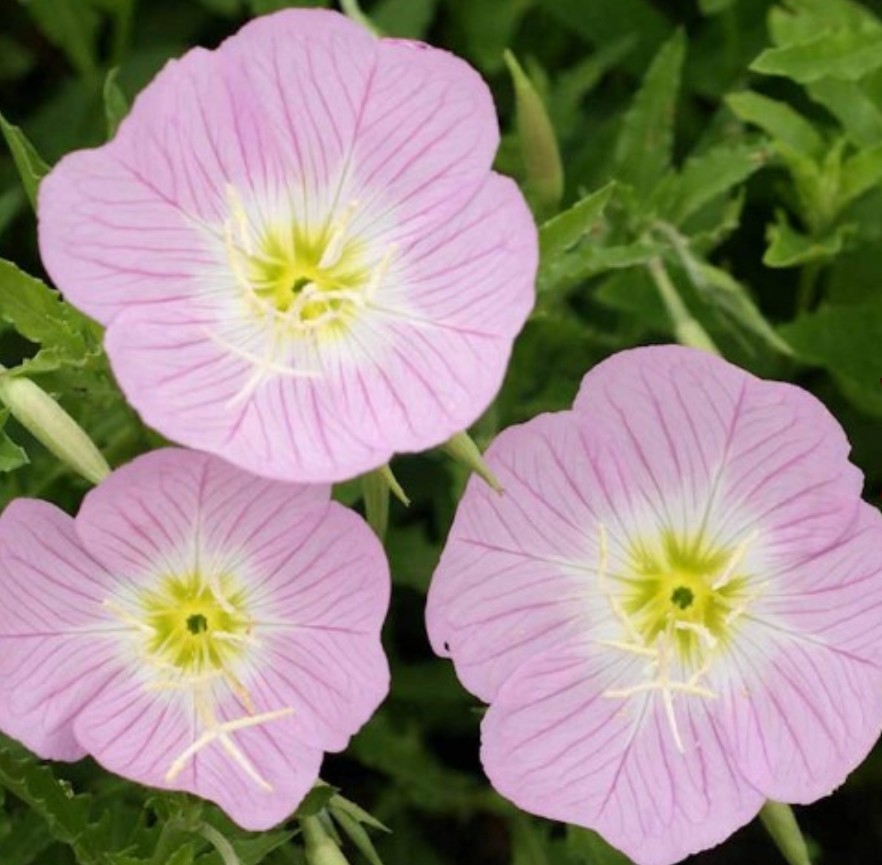 750+ Showy Primrose Seeds **Fresh Seeds** ~~Free Shipping~~