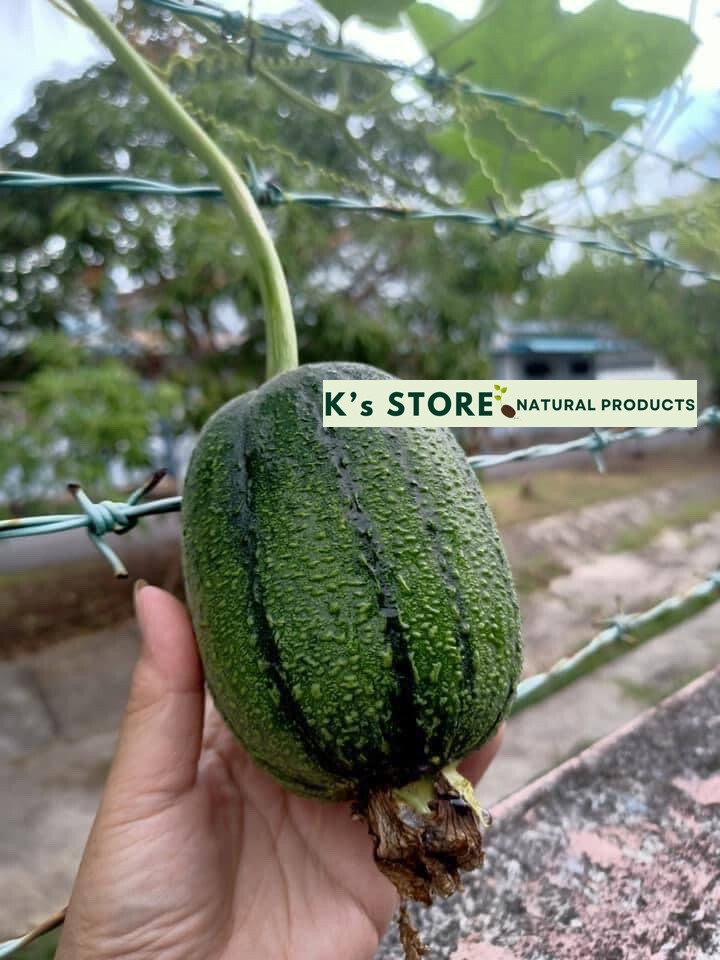 Taiwan APPLE LUFFA Hybrid Seeds; 蘋果絲瓜 very sweet can be eaten raw; from 農友種苗