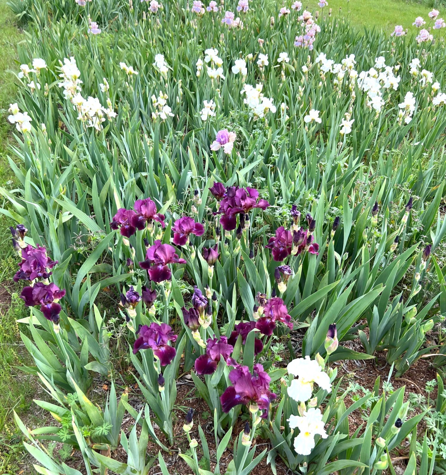 Tall Bearded Iris Special!!! Anything that fits SHIPS.