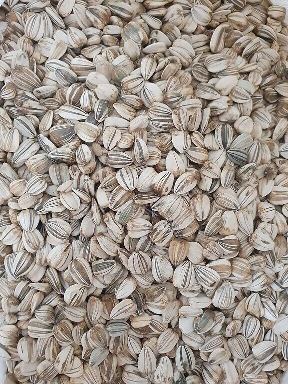 60+ Mammoth Russian Grey Stripe Sunflower Seeds “Brooklyn Botanical Garden Club”