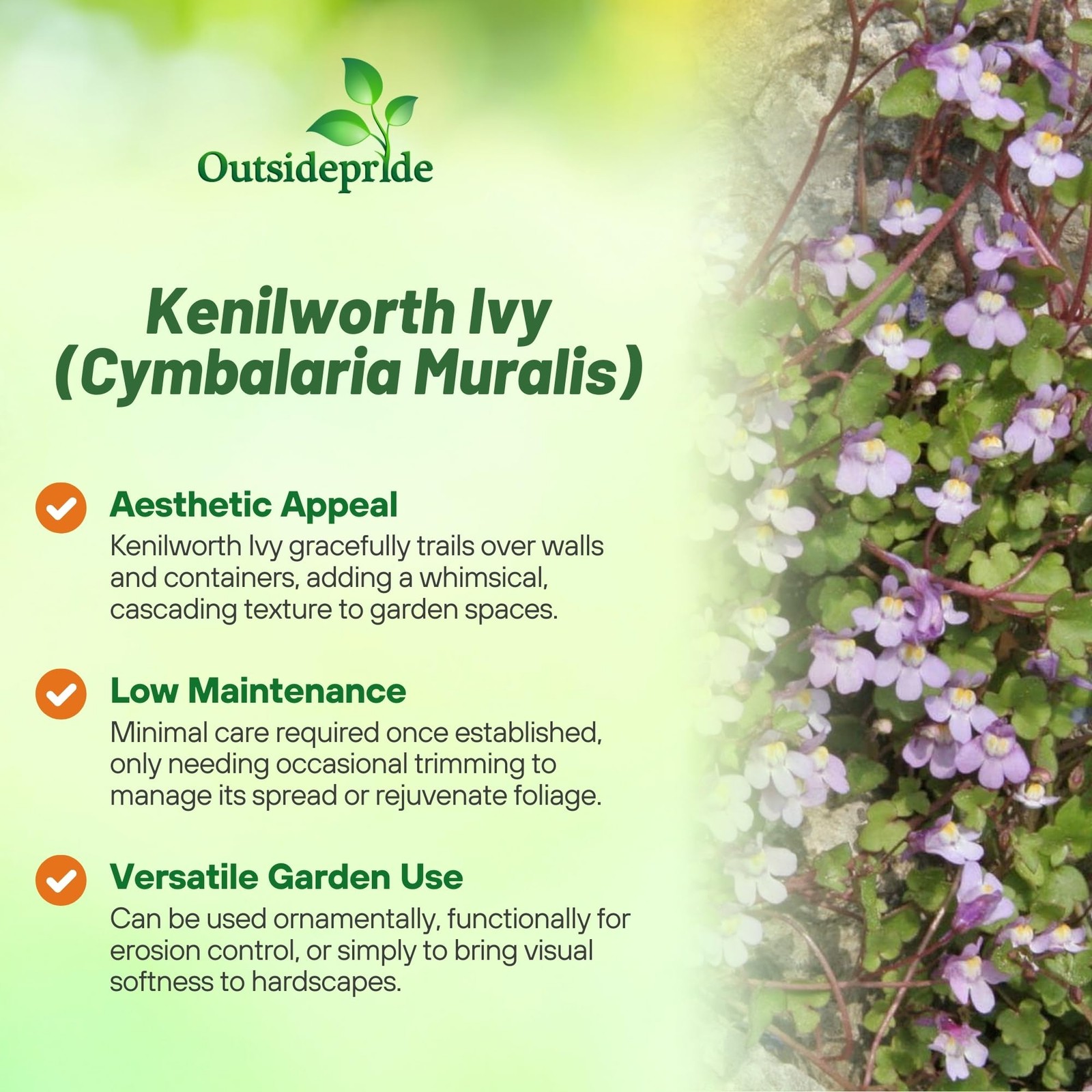 4000 Seeds Kenilworth Ivy Seeds – Cymbalaria Kenilworth Flowering Ivy Ground