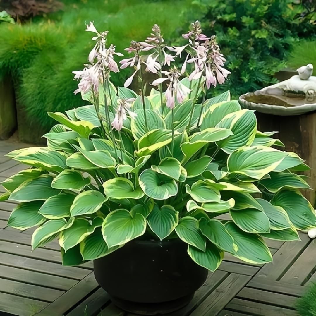 Hosta Shade Garden Seeds 210pcs, Foliage Plant Seeds, Shade Loving Plants,