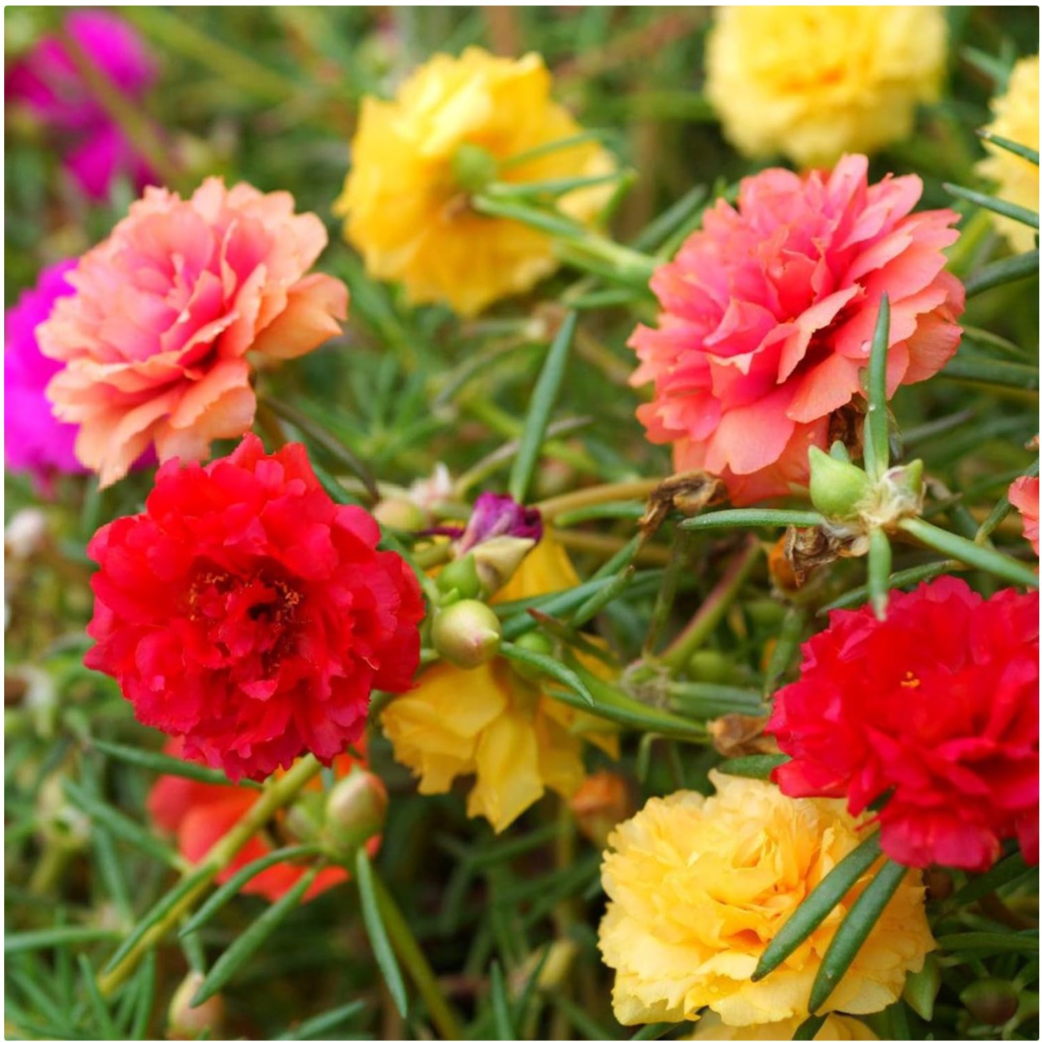 Moss Rose Seeds for Planting Outdoors – Attracts Pollinators