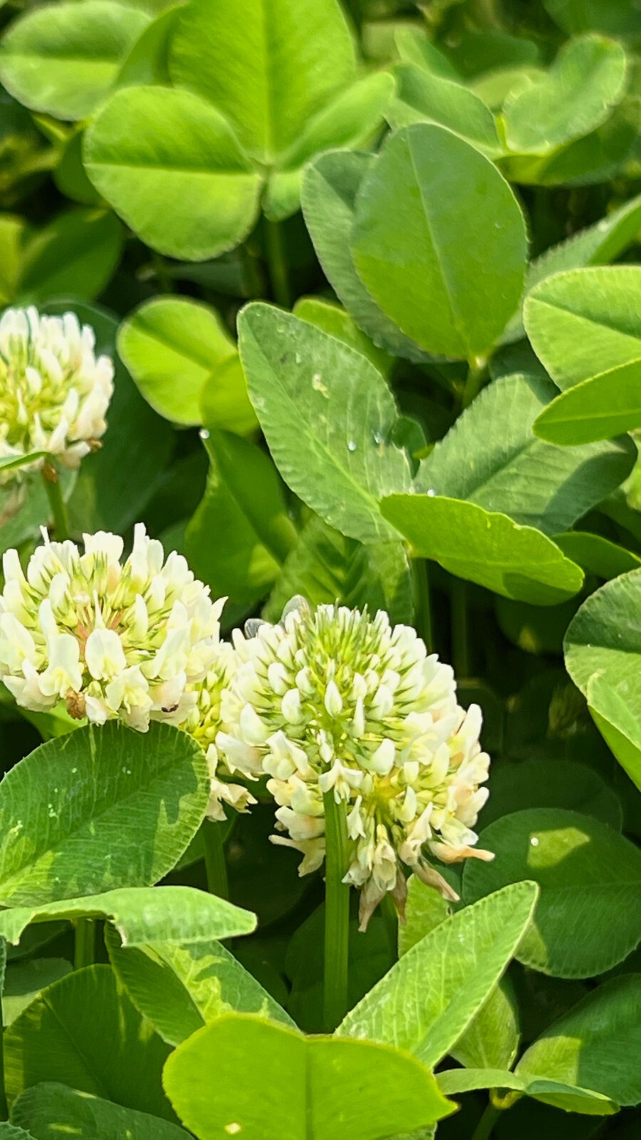 White Clover Seeds for Planting: Certified Organic Cover Crop Bulk Seed Packet