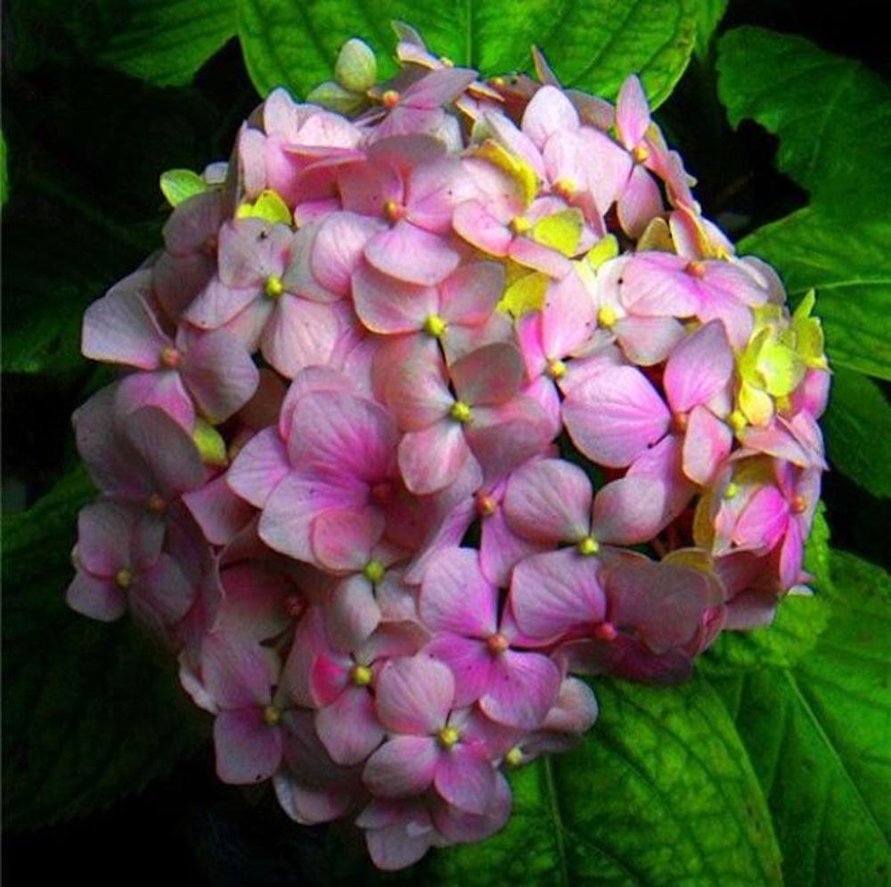 20 EXOTIC RARE HYDRANGEA SEEDS for garden bloom flower bed plant bush USA SELLER