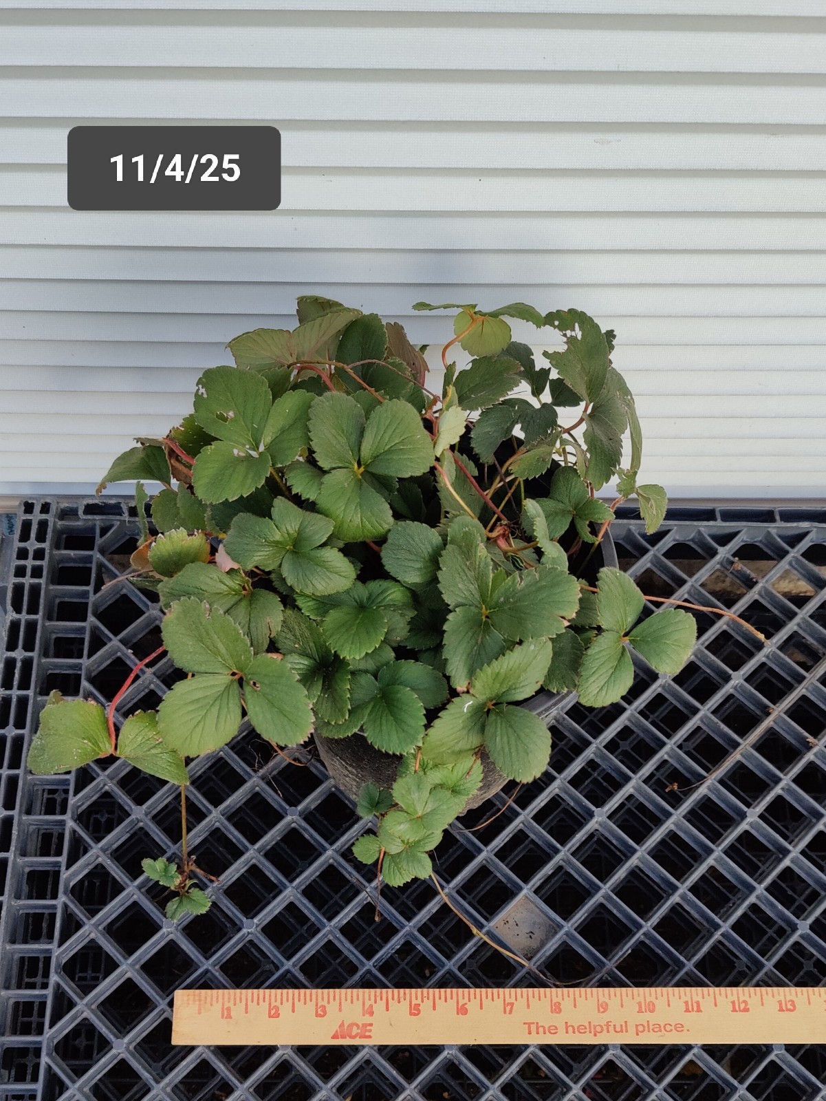 1 (One) pot of Live “SEASCAPE” STRAWBERRY PLANT ROOTED (1 gallon container)