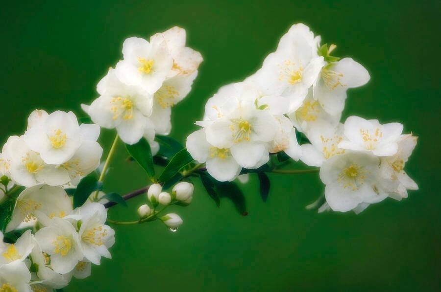 Philadelphus coronarius | English Dogwood | Sweet Mock Orange | 200_Seeds