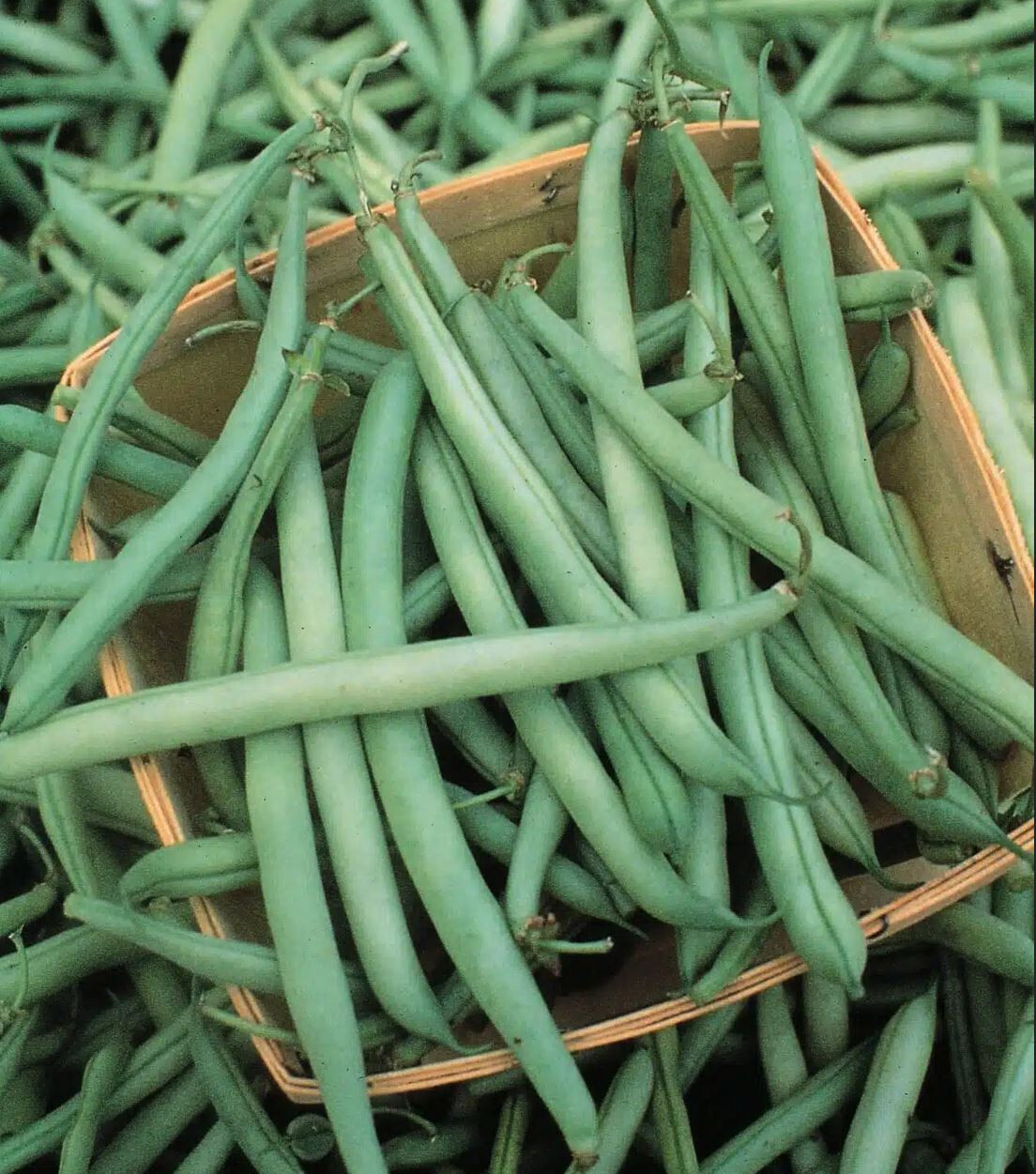 30 Provider Bush Green Bean Seeds – Heirloom NonGMO SUPER High Yields!!