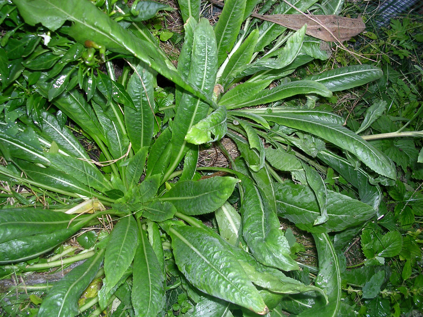 EVENING PRIMROSE 519 SEEDS LARGE YELLOW FLOWERS, OENOTHERA BIENNIS, BULK SEEDS
