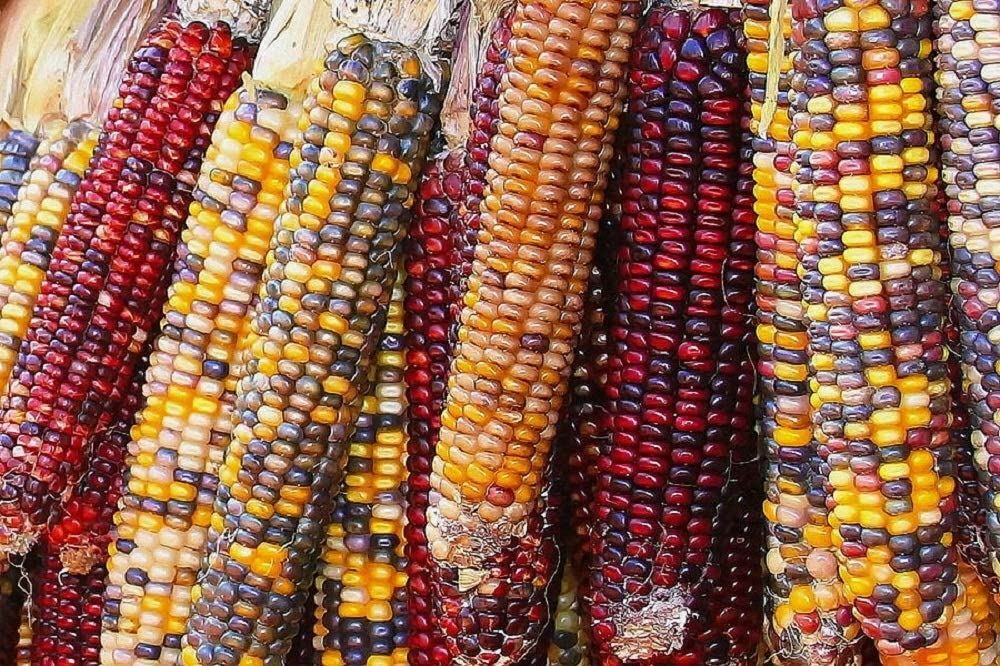 Corn Seeds- Indian Ornamental Corn Seeds ,”COOL BEANS N SPROUTS” Brand. Home Gar
