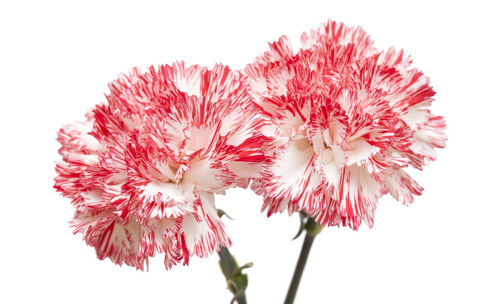 50 PICOTEE MIX CARNATION Dianthus Caryophyllus Bicolor Striped Flower Seeds