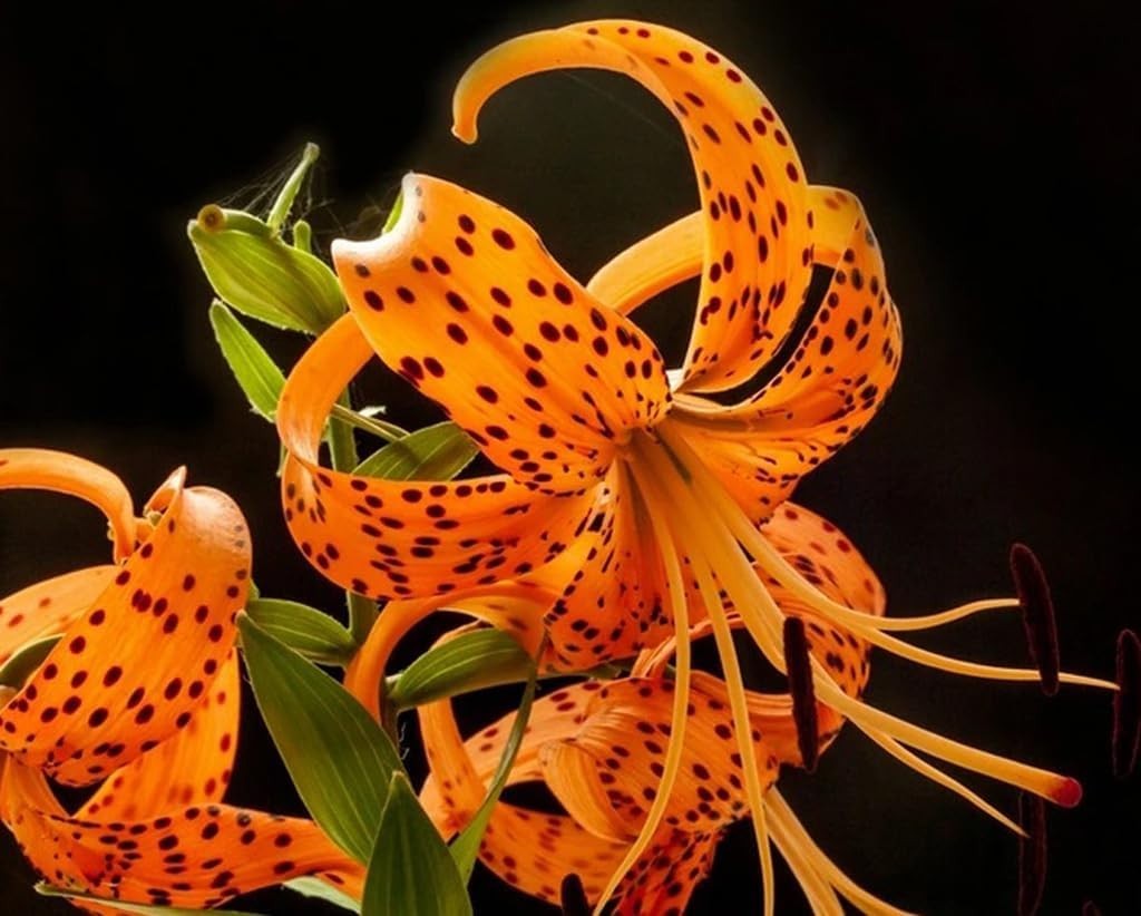 Lily Flower Bulbs Tiger Lilies 3 Large Orange Black Florist Flowers Spring Plant