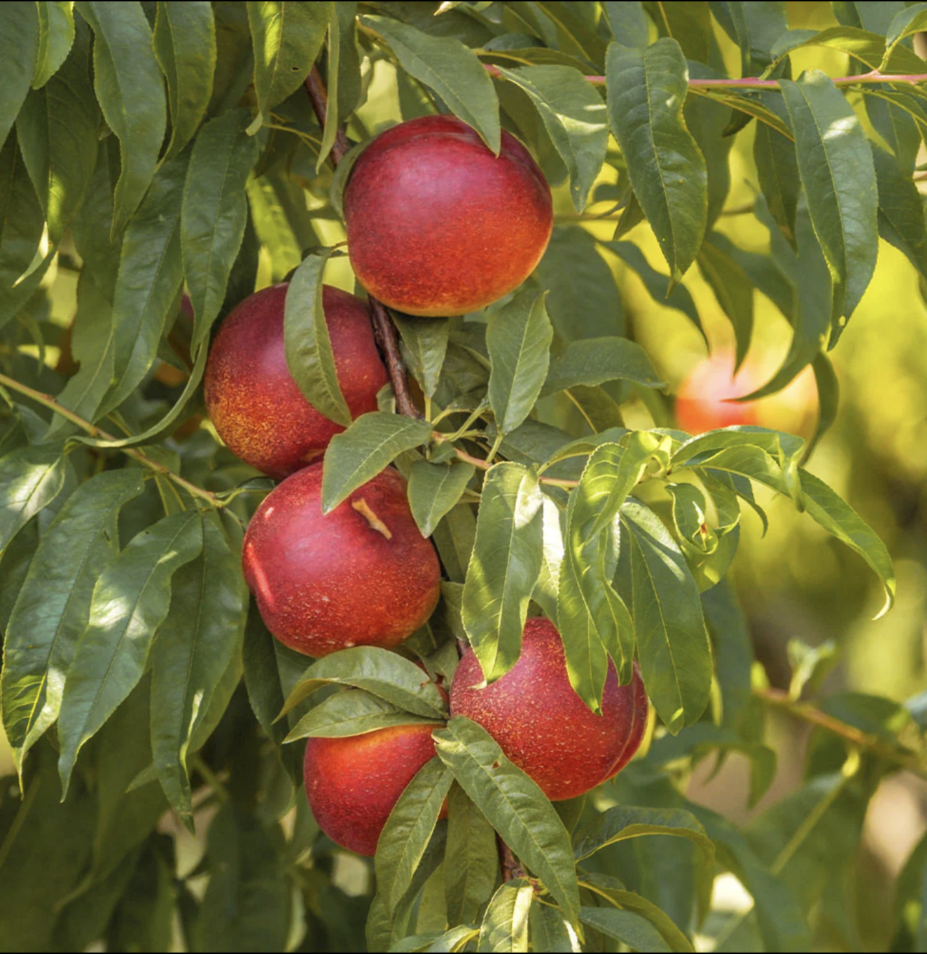 Independence Nectarine Bare-Root Tree 3-4 Feet Tall