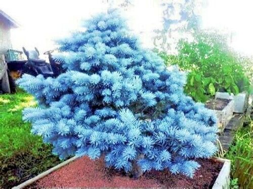 COLORADO BLUE SPRUCE TREE SEEDS (Picea pungens) “Glauca” Cold Hardy Bonsai Plant