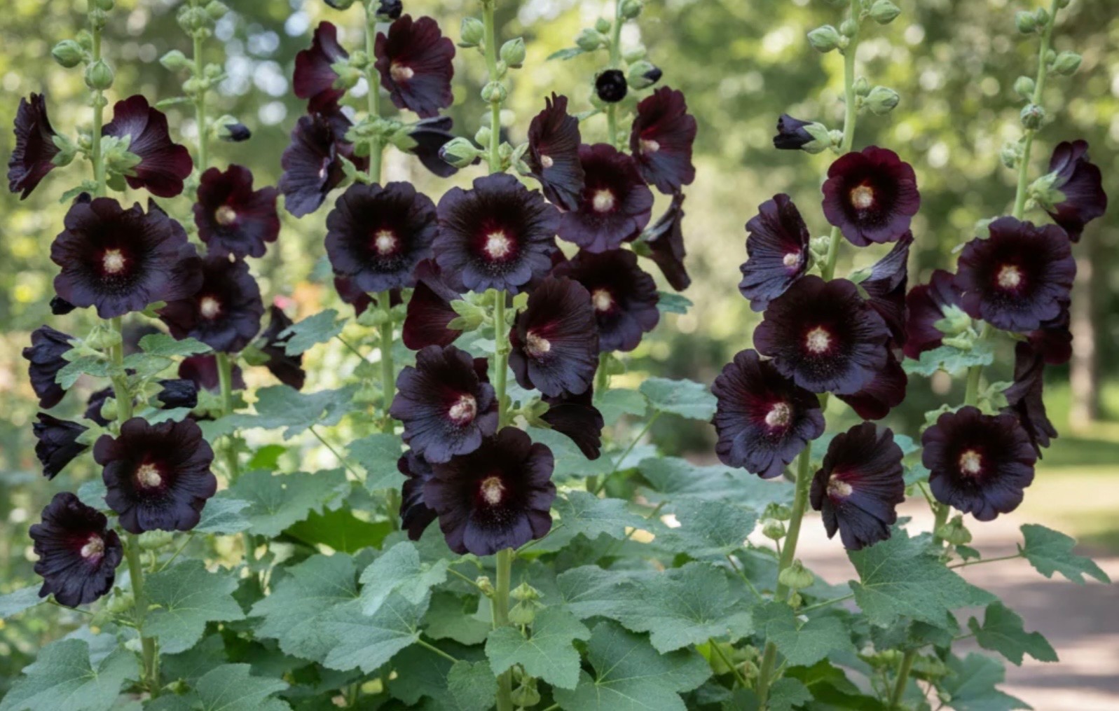 20 Hollyhock Nigra Fresh Premium Seeds, Large Black Blooms/Flowers, USA Seller
