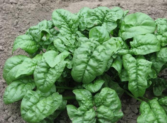 250+ Giant Noble Spinach Seeds Heirloom NON-GMO Fresh Seeds for Your Garden