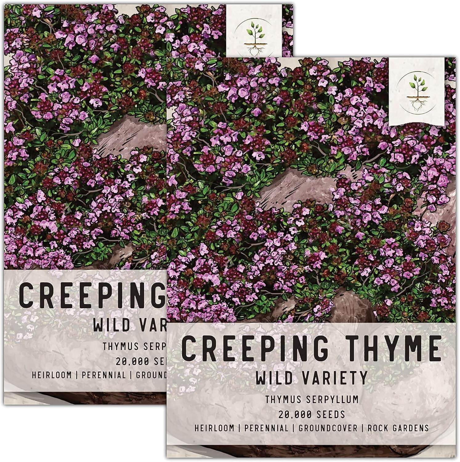 40,000 Heirloom Wild Creeping Thyme Seeds for Vibrant Rock & Butterfly Gardens
