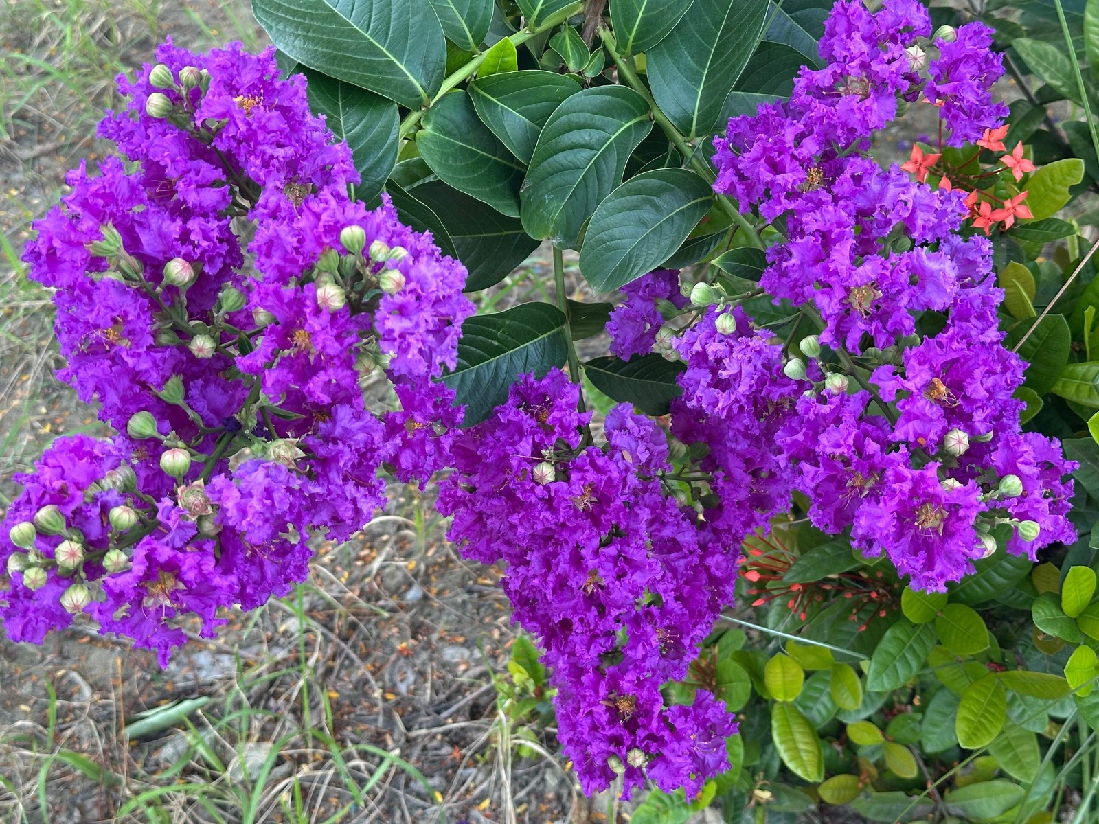 1000 Bulk CREPE MYRTLE Mixed Colors Lagerstroemia Indica Tree Shrub Flower Seeds