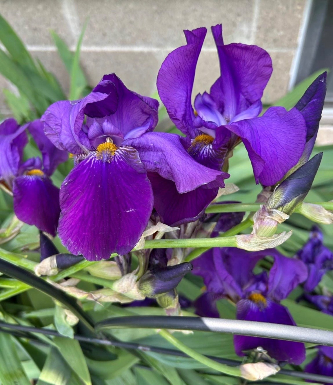 6 – Dark Purple COLORS BEARDED IRIS Bulbs/Rhizomes FRESH – Perennial