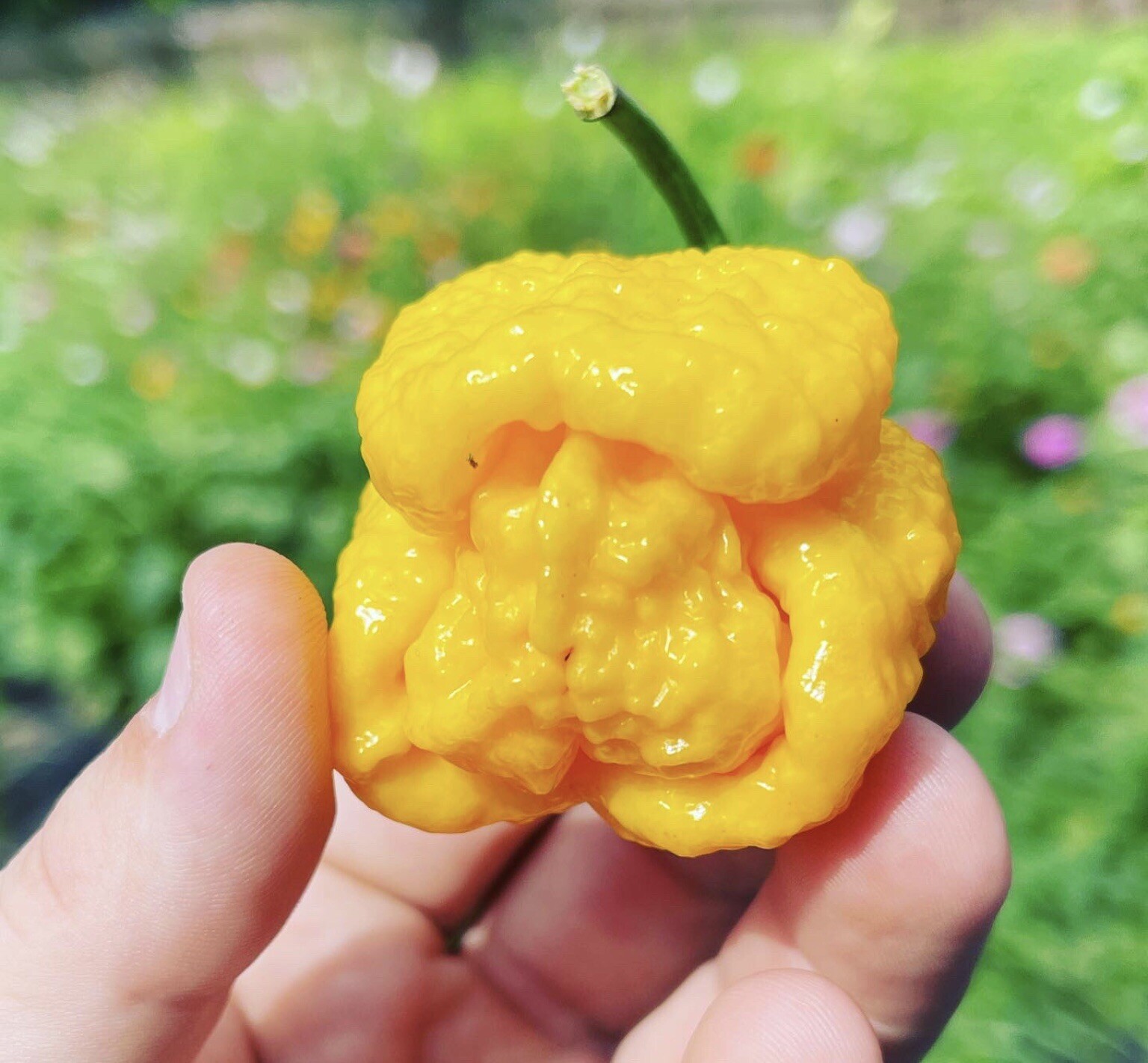 100+ Random SUPERHOT Pepper Seeds Individually Labeled Over 40 Different Kinds