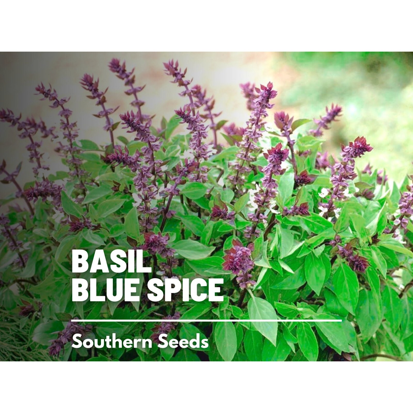 Basil, Blue Spice – 100 Seeds, Heirloom Herb (Ocimum basilicum)