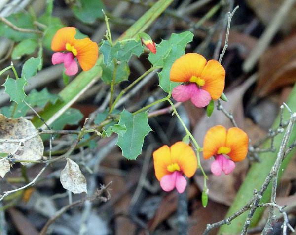 Chorizema diversifolium | Climbing Flame Pea | 20 Seeds
